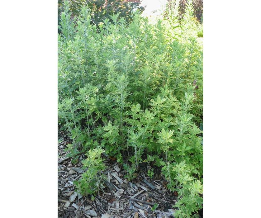 Oriental Limelight Sage